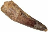 Fossil Spinosaurus Tooth - Real Dinosaur Tooth #310178-1